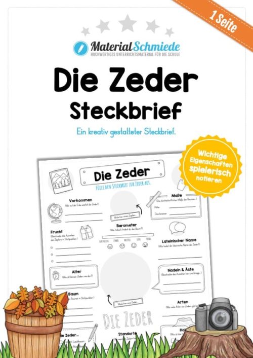 Steckbrief Zeder