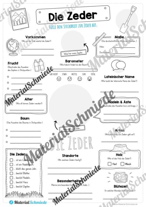 Steckbrief Zeder (Vorschau)