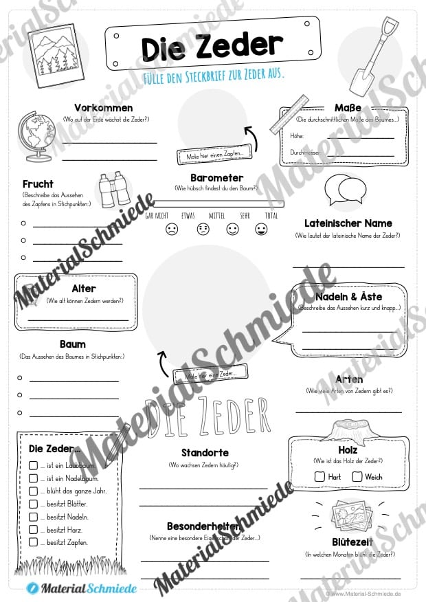 Steckbrief Zeder (Vorschau)