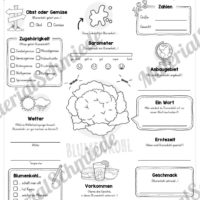 Steckbrief Blumenkohl (Vorschau)