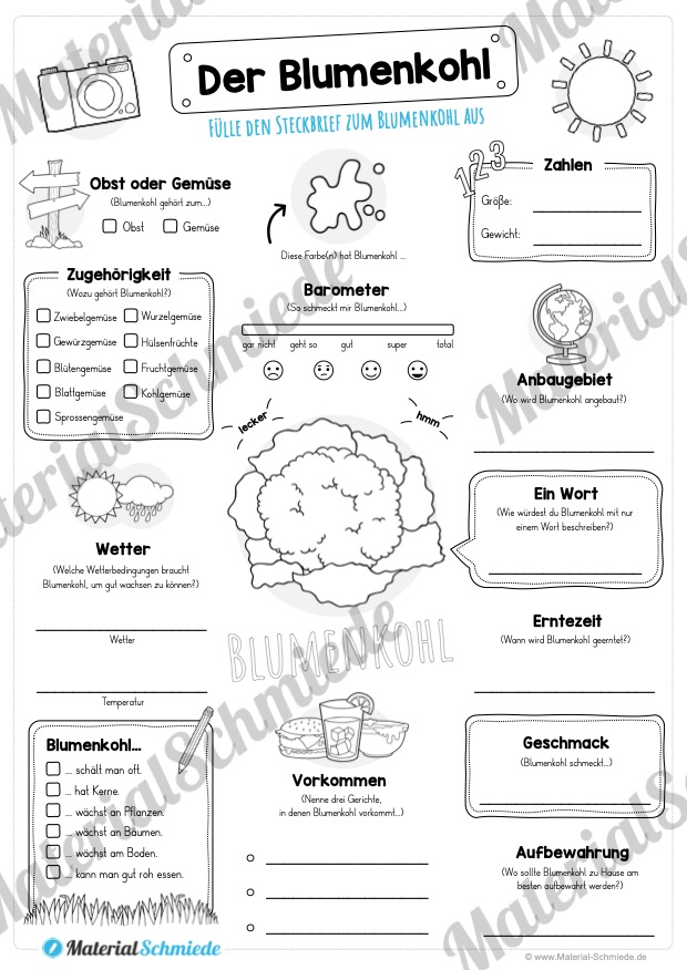 Steckbrief Blumenkohl (Vorschau)