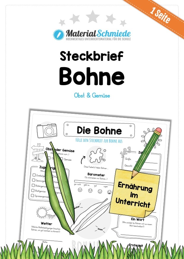 Steckbrief Bohne