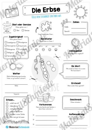 Steckbrief Erbse (Vorschau)