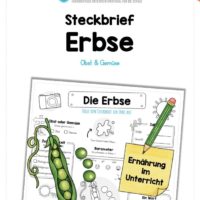 Steckbrief Erbse