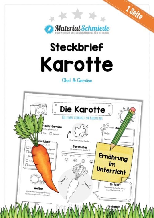 Steckbrief Karotte / Wurzel