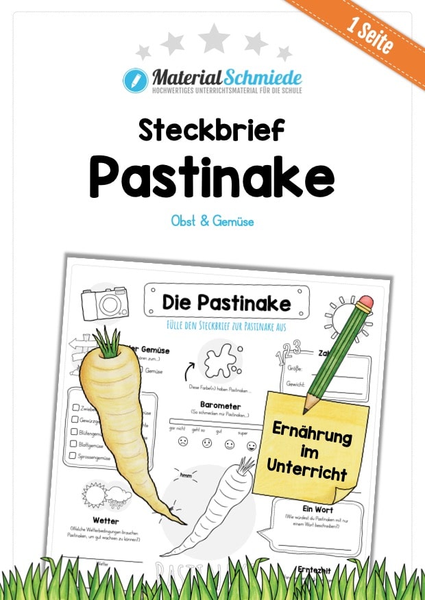 Steckbrief Pastinake