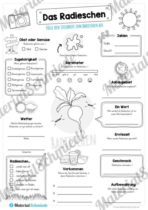 Steckbrief Radieschen (Vorschau)