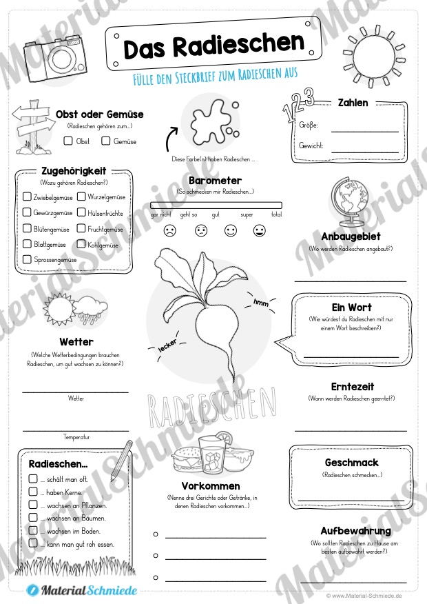 Steckbrief Radieschen (Vorschau)