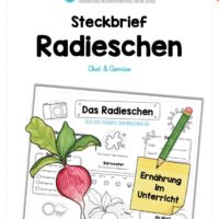 Steckbrief Radieschen