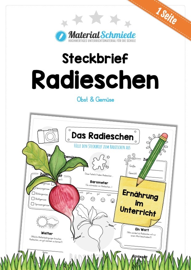 Steckbrief Radieschen