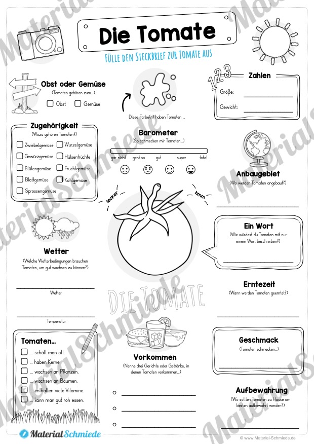 Steckbrief Tomate (Vorschau)