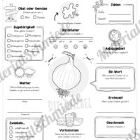 Steckbrief Zwiebel (Vorschau)