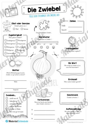 Steckbrief Zwiebel (Vorschau)