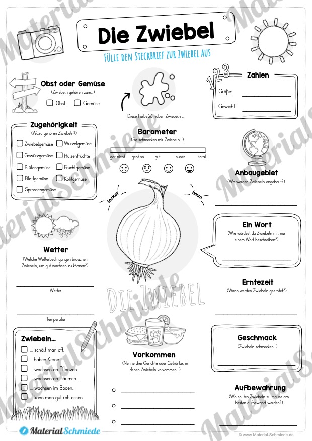 Steckbrief Zwiebel (Vorschau)