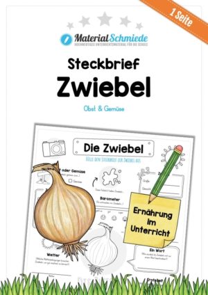 Steckbrief Zwiebel