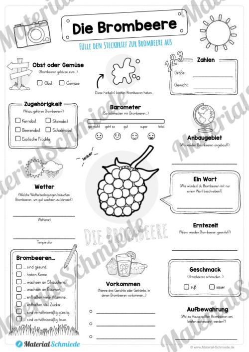 Steckbrief Brombeere (Vorschau)