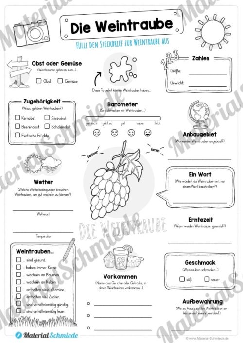 Steckbrief Weintrauben (Vorschau)