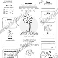 Mega-Bundle: Steckbriefe Frühblüher (Gänseblümchen)