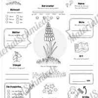 Mega-Bundle: Steckbriefe Frühblüher (Hyazinthe)