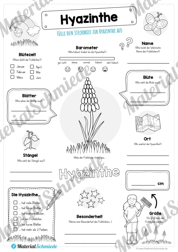 Mega-Bundle: Steckbriefe Frühblüher (Hyazinthe)