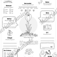 Mega-Bundle: Steckbriefe Frühblüher (Krokus)