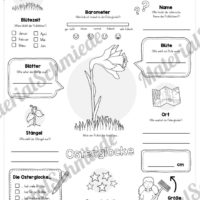 Mega-Bundle: Steckbriefe Frühblüher (Osterglocke)