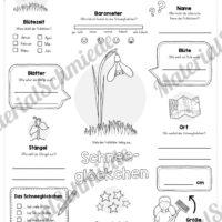 Mega-Bundle: Steckbriefe Frühblüher (Schneeglöckchen)