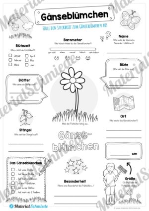 Steckbrief Gänseblümchen (Vorschau)