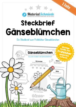 Steckbrief Gänseblümchen