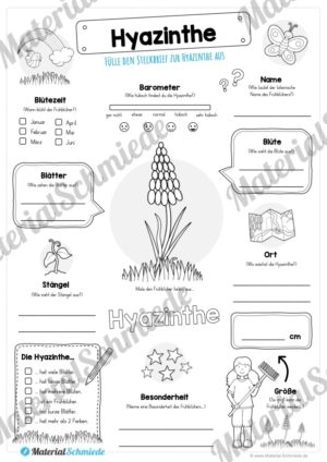 Steckbrief Hyazinthe (Vorschau)