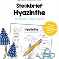 Steckbrief Hyazinthe