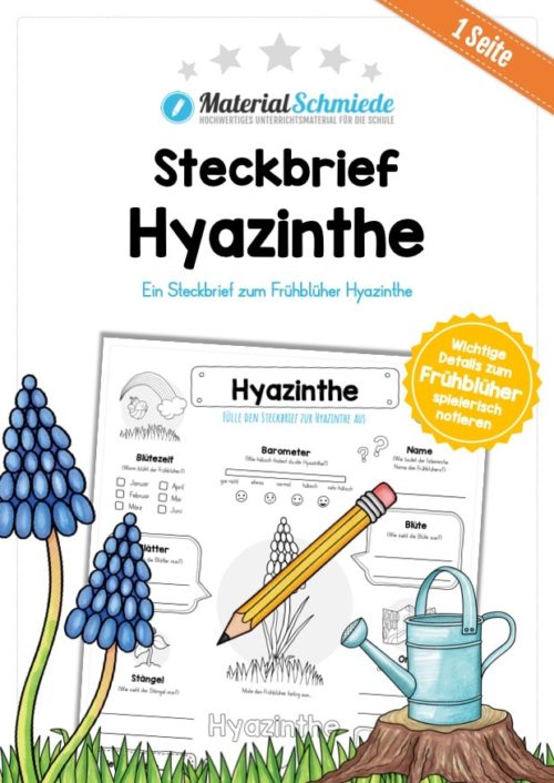 Steckbrief Hyazinthe