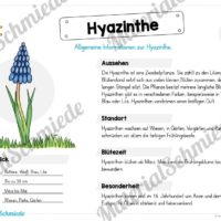 Materialpaket Hyazinthe (Vorschau 02)