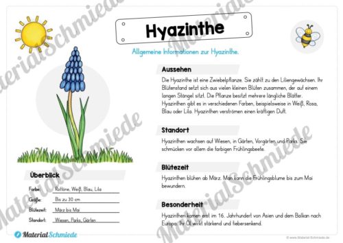 Materialpaket Hyazinthe (Vorschau 02)