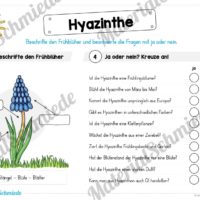 Materialpaket Hyazinthe (Vorschau 04)