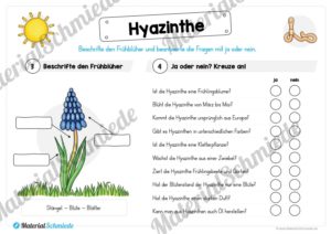 Materialpaket Hyazinthe (Vorschau 04)