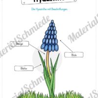 Materialpaket Hyazinthe (Vorschau 05)