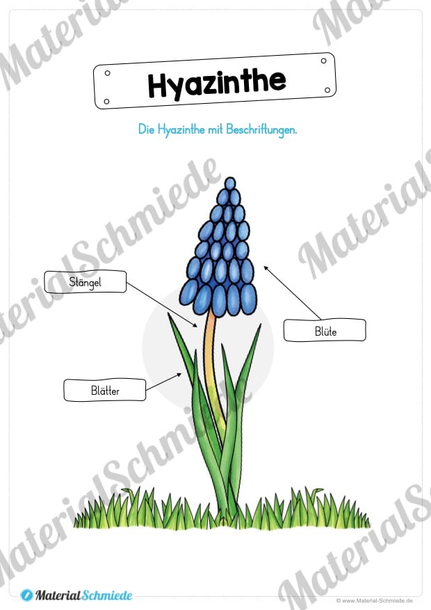 Materialpaket Hyazinthe (Vorschau 05)