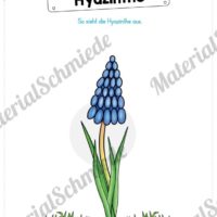 Materialpaket Hyazinthe (Vorschau 06)