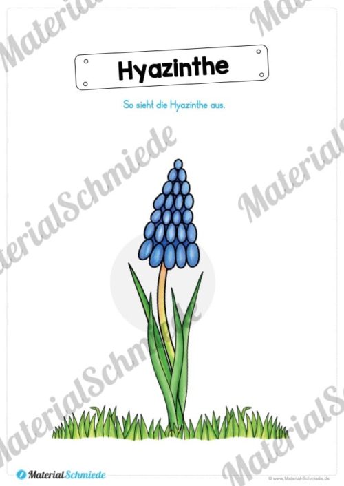 Materialpaket Hyazinthe (Vorschau 06)
