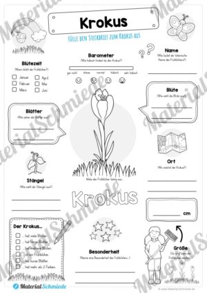 Steckbrief Krokus (Vorschau)