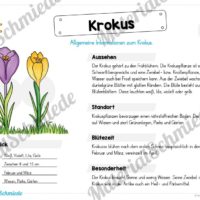 Materialpaket Krokus (Vorschau 02)