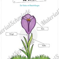 Materialpaket Krokus (Vorschau 05)