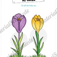 Materialpaket Krokus (Vorschau 06)