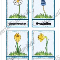 Bildkarten Frühblüher (Vorschau)