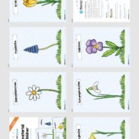 Tafelmaterial Frühblüher (Überblick)