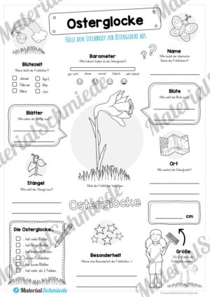 Steckbrief Osterglocke (Vorschau)