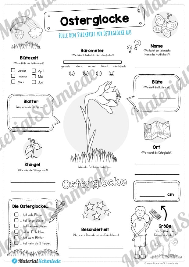 Steckbrief Osterglocke (Vorschau)