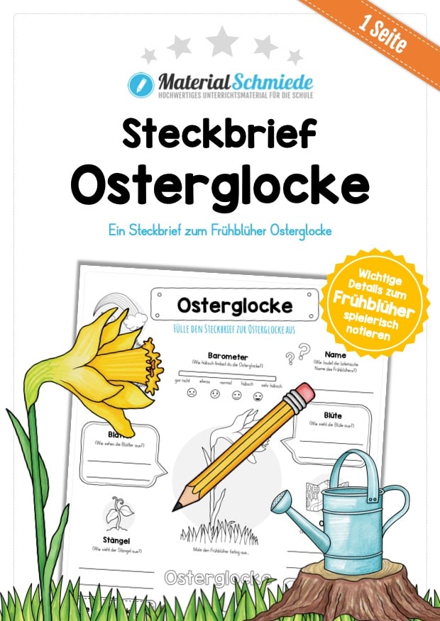 Steckbrief Osterglocke