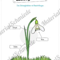 Materialpaket Schneeglöckchen (Vorschau 05)
